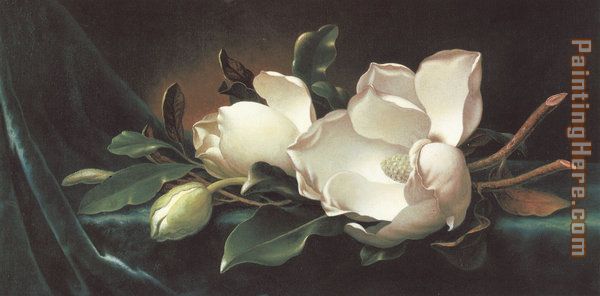 Magnolia Blossoms on Blue Velvet painting - Martin Johnson Heade Magnolia Blossoms on Blue Velvet art painting